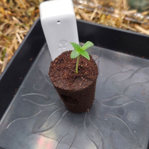 Zuminati #1 growlog timeline photo