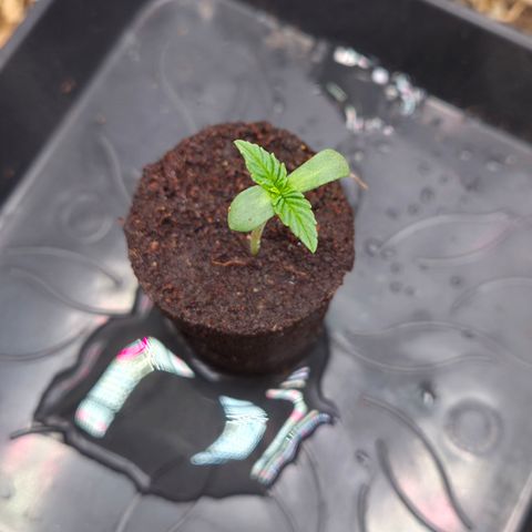 Zuminati #1 growlog timeline photo