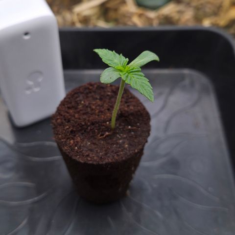 Zuminati #1 growlog timeline photo
