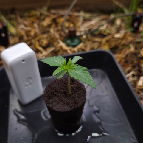 Zuminati #1 growlog timeline photo