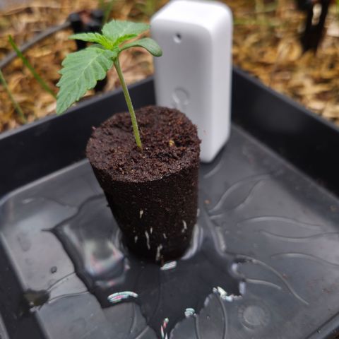 Zuminati #1 growlog timeline photo