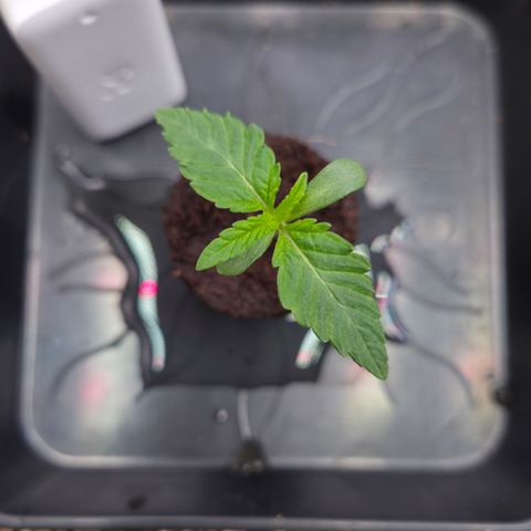 Zuminati #1 growlog timeline photo