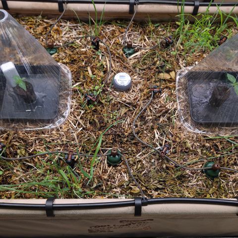 Zuminati #1 growlog timeline photo