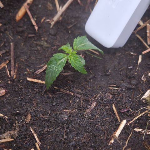 Zuminati #1 growlog timeline photo