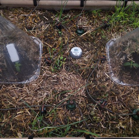 Zuminati #1 growlog timeline photo