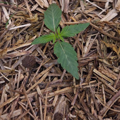 Zuminati #1 growlog timeline photo