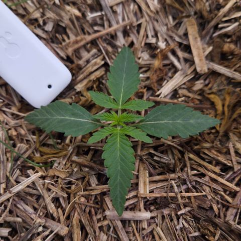 Zuminati #1 growlog timeline photo