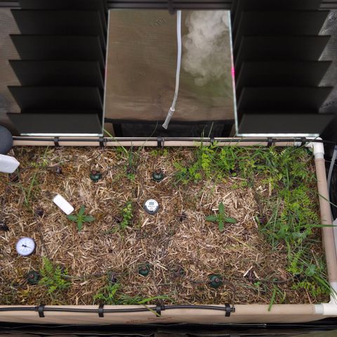 Zuminati #1 growlog timeline photo