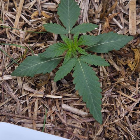 Zuminati #1 growlog timeline photo