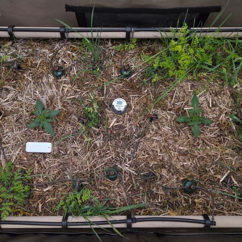 Zuminati #1 growlog timeline photo