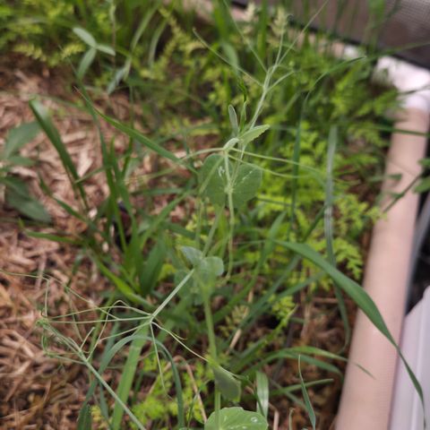 Zuminati #1 growlog timeline photo