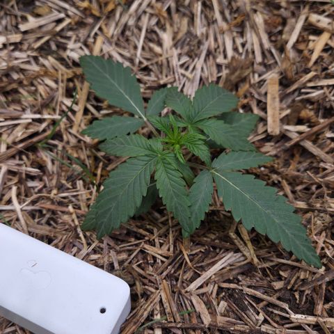 Zuminati #1 growlog timeline photo