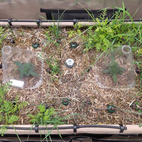 Zuminati #1 growlog timeline photo
