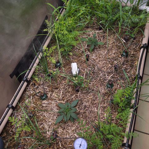 Zuminati #1 growlog photo: Vor dem Cover-Crop runter schneiden.
