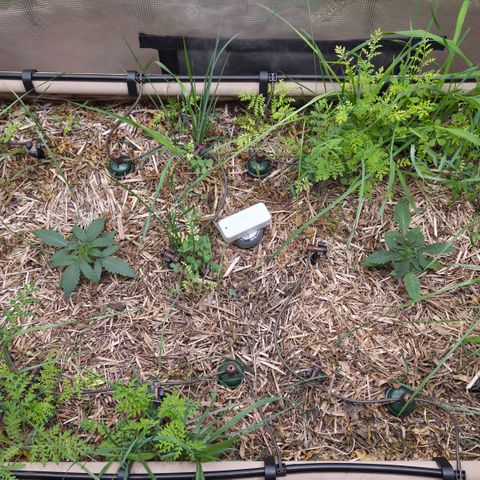 Zuminati #1 growlog photo: Vor dem Cover-Crop runter schneiden.