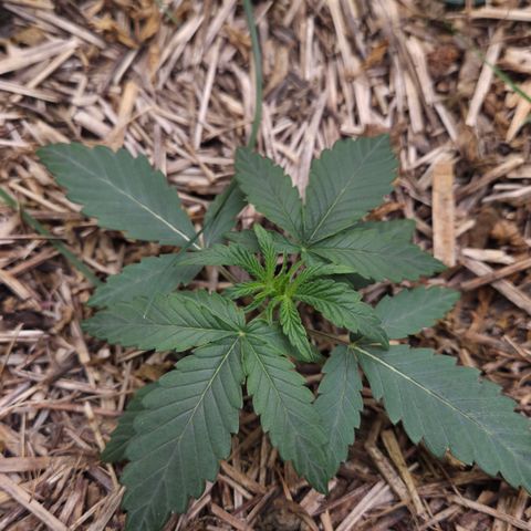 Zuminati #1 growlog timeline photo
