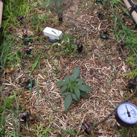 Zuminati #1 growlog photo: Nach dem Cover-Crop runter schneiden.