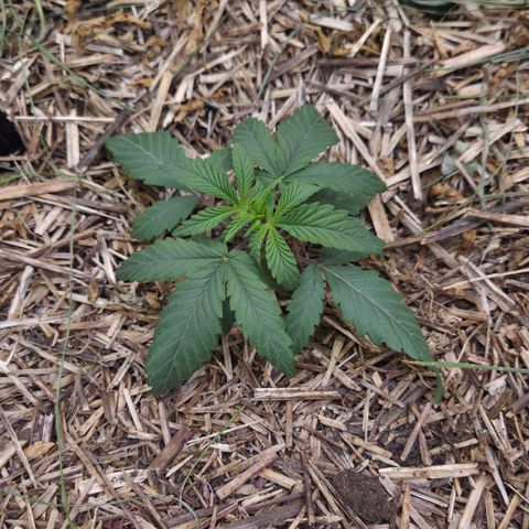 Zuminati #1 growlog timeline photo