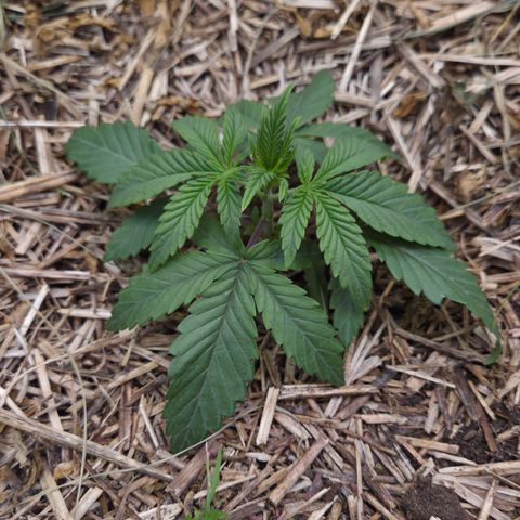 Zuminati #1 growlog timeline photo
