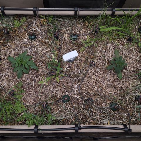 Zuminati #1 growlog timeline photo