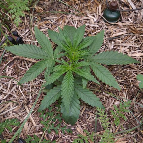 Zuminati #1 growlog timeline photo