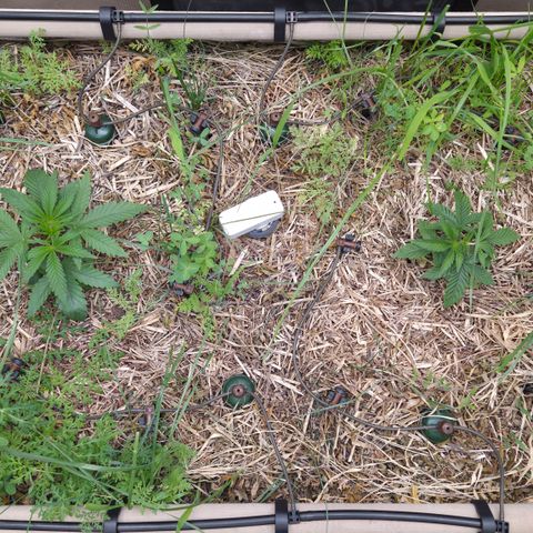 Zuminati #1 growlog timeline photo