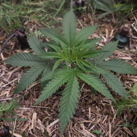 Zuminati #1 growlog timeline photo
