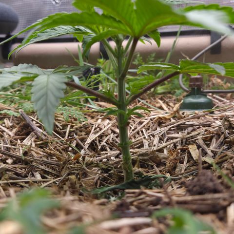 Zuminati #1 growlog timeline photo