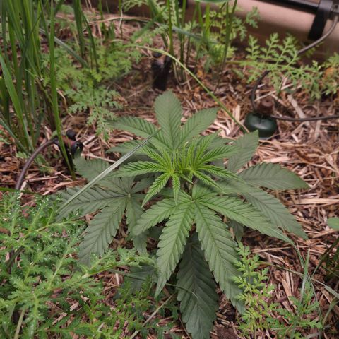 Zuminati #1 growlog timeline photo