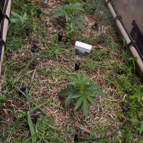 Zuminati #1 growlog timeline photo