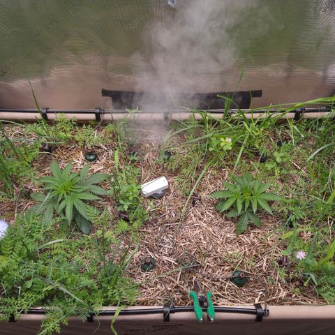 Zuminati #1 growlog timeline photo