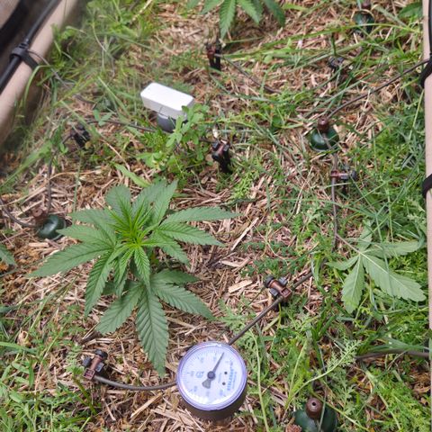 Zuminati #1 growlog timeline photo
