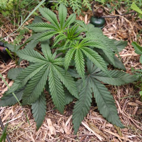 Zuminati #1 growlog timeline photo
