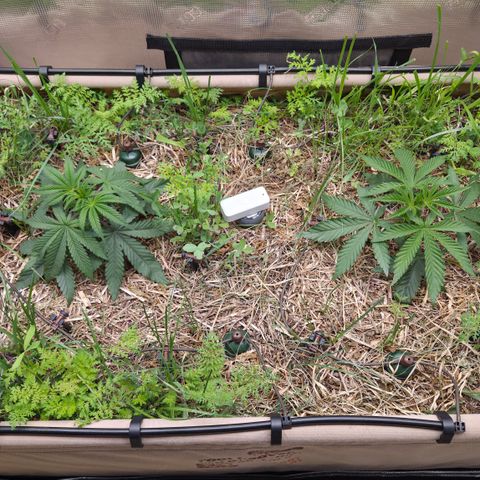 Zuminati #1 growlog timeline photo