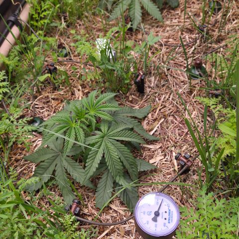 Zuminati #1 growlog timeline photo