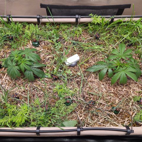 Zuminati #1 growlog timeline photo