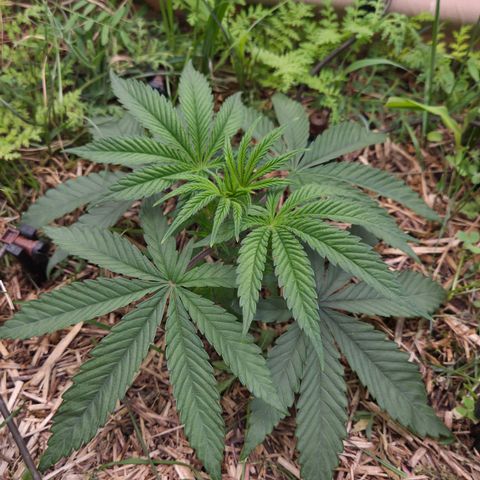 Zuminati #1 growlog timeline photo