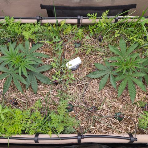 Zuminati #1 growlog timeline photo