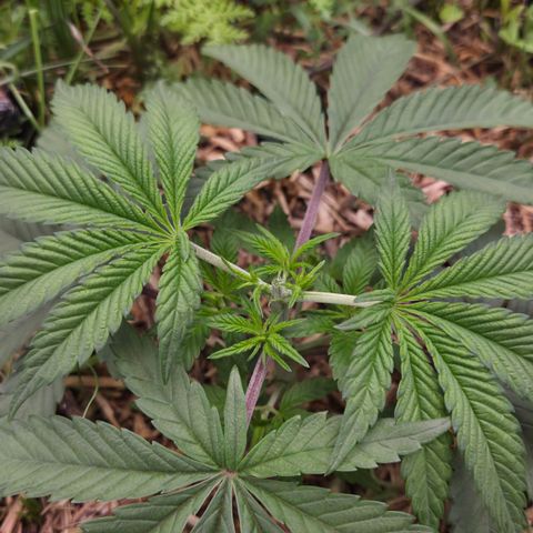 Zuminati #1 growlog timeline photo