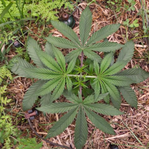 Zuminati #1 growlog timeline photo