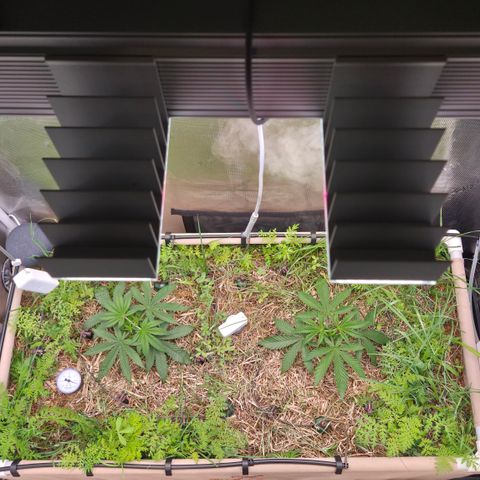 Zuminati #1 growlog timeline photo
