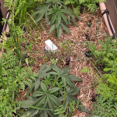 Zuminati #1 growlog timeline photo