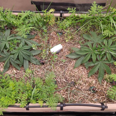Zuminati #1 growlog timeline photo