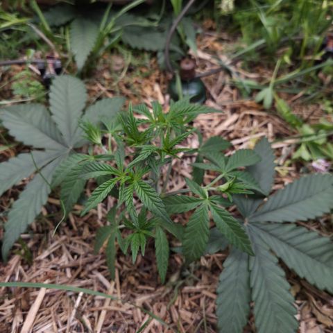 Zuminati #1 growlog timeline photo