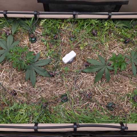 Zuminati #1 growlog timeline photo