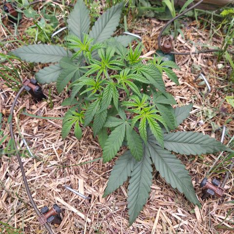 Zuminati #1 growlog timeline photo