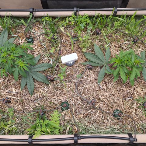 Zuminati #1 growlog timeline photo
