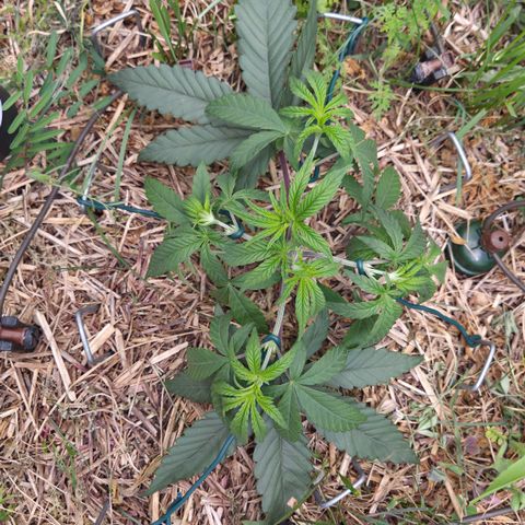 Zuminati #1 growlog timeline photo