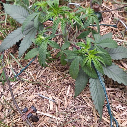 Zuminati #1 growlog timeline photo