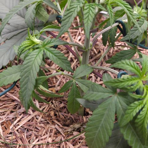 Zuminati #1 growlog timeline photo